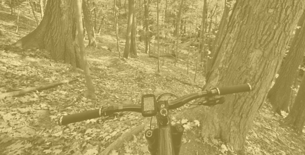 Easy ride in the forest